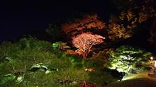 夜の紅葉見てきました🍁