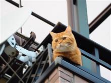 ひょっこり母さん🐾 ひょっこり母さん🐾