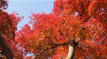 代々木公園紅葉見ごろ情報【速報】