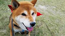 柴犬レオ11月の11才誕生月は11時の肖像とオールワンラブ！U^ェ^U！