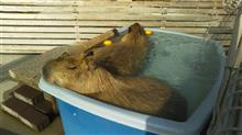 動物園へ