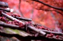 　小倉百人一首 編纂の庵 (^_-)