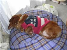 犬を置いての1泊2日の強行軍