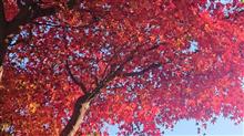 庭の紅葉