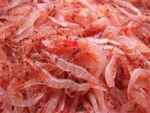 サクラエビ漁 全面休漁へ。。。 サクラエビ漁 全面休漁へ。。。