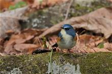 青い鳥に会いに、近隣公園へ！！