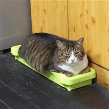 手袋 手袋