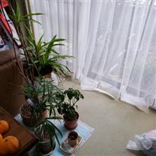 「ズボラなおじさん」の忘年会