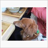 犬と一緒に昼ご飯