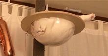 １４匹の眠るネコ