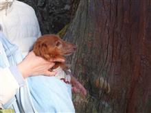 犬の健康長寿祈願に三峯神社へ