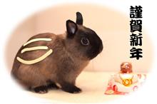 新年のご挨拶