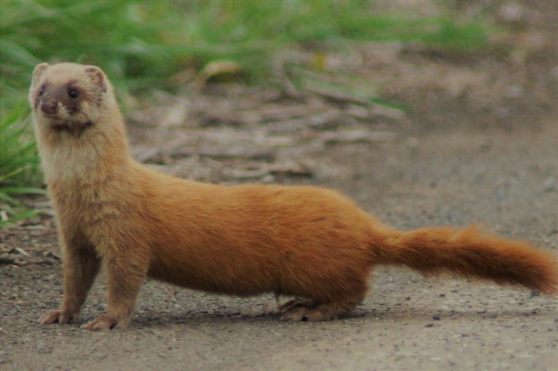 イタチが1週間前から2階に住み着いた 4 2輪 ジョイのブログ マリンライフを応援します みんカラ