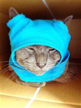 愛猫のおせち