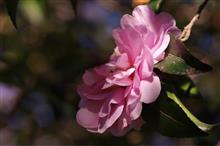 年明け 公園初散歩