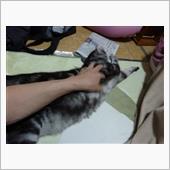 猫分補給　Final