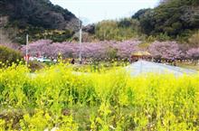 【告知】新春房総お花見ツーリング