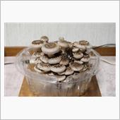 椎茸そろそろ収穫か
