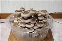 椎茸そろそろ収穫か