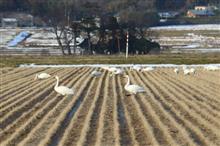 白鳥が飛んでいる