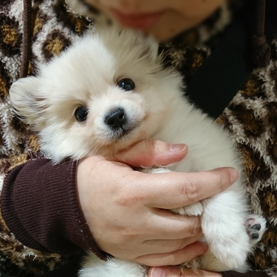 ポメラニアンがやってきた イッシ のブログ 旦那様は永遠のエンスト王 みんカラ