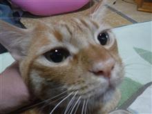 茶太のヒゲ
