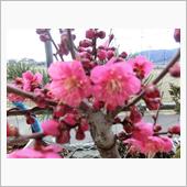 華やかな花
