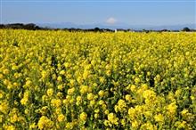 ZC13S  今年初めてのドライブは菜の花畑