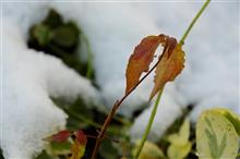 車窓、雪姿、そして途中下車