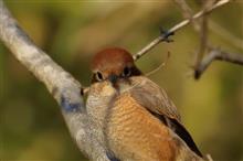 ＳＳ公園で身近な鳥さん達に遊んでもらう　(^-^;