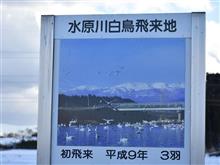 水原川白鳥飛来地撮影ドライブ