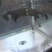 ウナギイヌ？