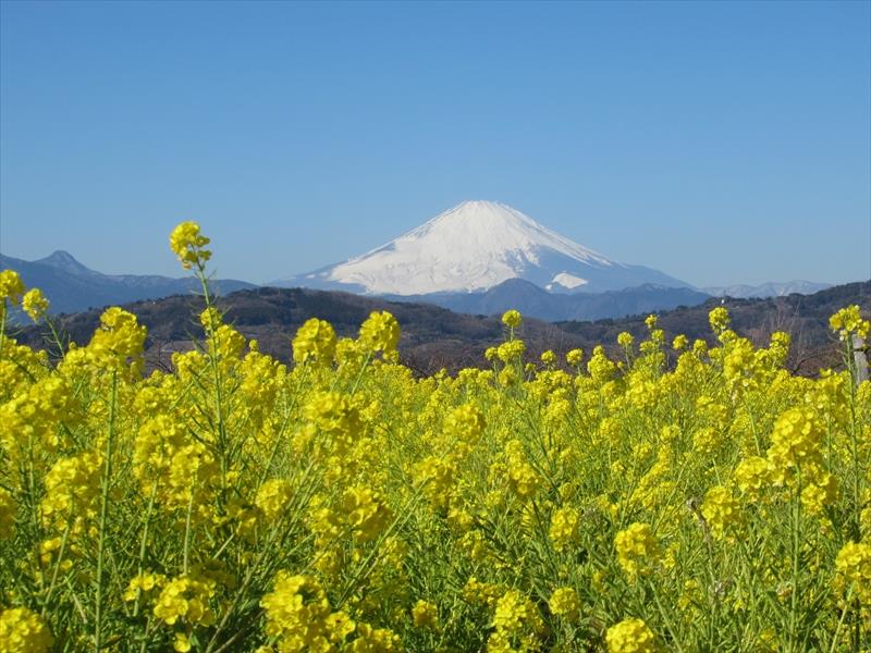 吾妻山公園 青空と富士山と菜の花 を堪能 Sug11のブログ さて どこに行こうか みんカラ