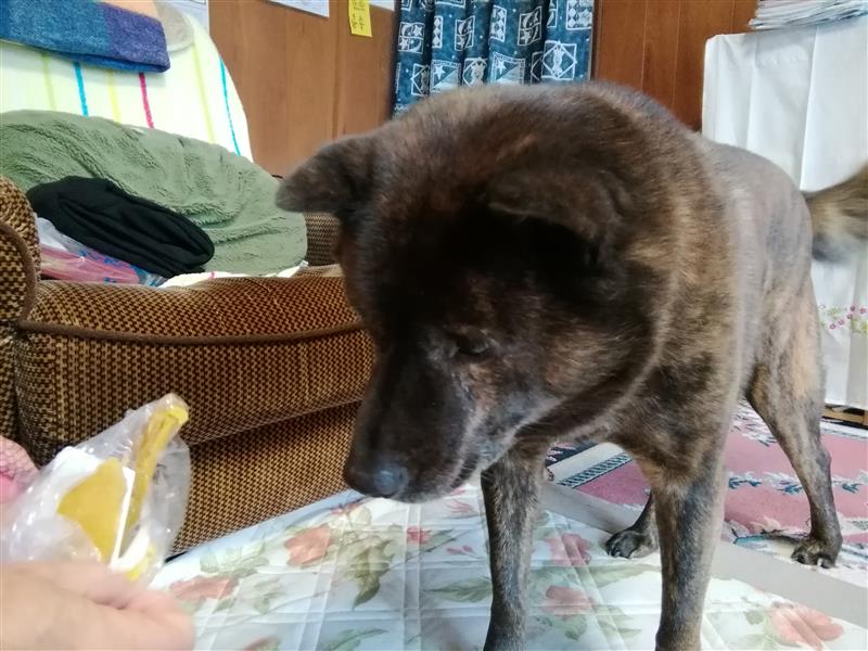 とある甲斐犬の闘病記 食べ物 だっちもあるすかいるーふのブログ ずくなしな人でも車はfit みんカラ