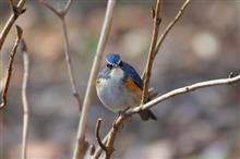 みんともさんと、近隣公園で身近な野鳥撮影会