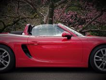 寒緋桜と青い海 with 981 BOXSTER 寒緋桜と青い海 with 981 BOXSTER