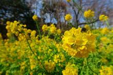 神奈川Touring!菜の花畑とつるし雛(二宮編)♪ 神奈川Touring!菜の花畑とつるし雛(二宮編)♪