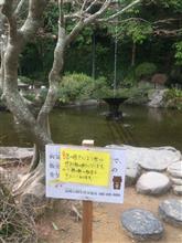 こいのやまい