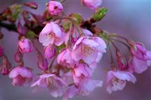 河津桜を見に行こう