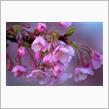 河津桜を見に行こう