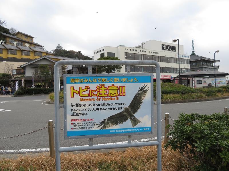 ハッピーが警戒していたのは 江の島 トビ 鳶 トンビ どんみみのブログ 気分は迎撃戦闘機２ みんカラ