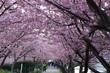 河津桜ようやく辿り着けた【ZZ】 河津桜ようやく辿り着けた【ZZ】
