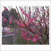 梅はぁ～咲ぃいたかぁ～･･･