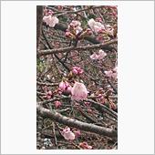 上野公園にも桜が咲いた