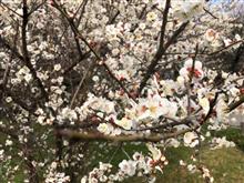 梅の花が綺麗な季節です 梅の花が綺麗な季節です