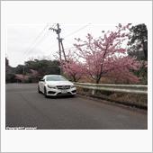 津久見河津桜祭り