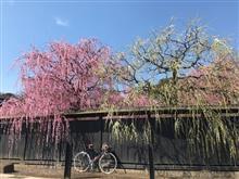 しだれ梅☆