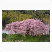花見