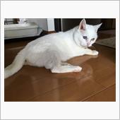老猫と老人