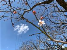 お天気は、最高!・・お礼参りに・・(。◠‿◠。)♡ お天気は、最高!・・お礼参りに・・(。◠‿◠。)♡
